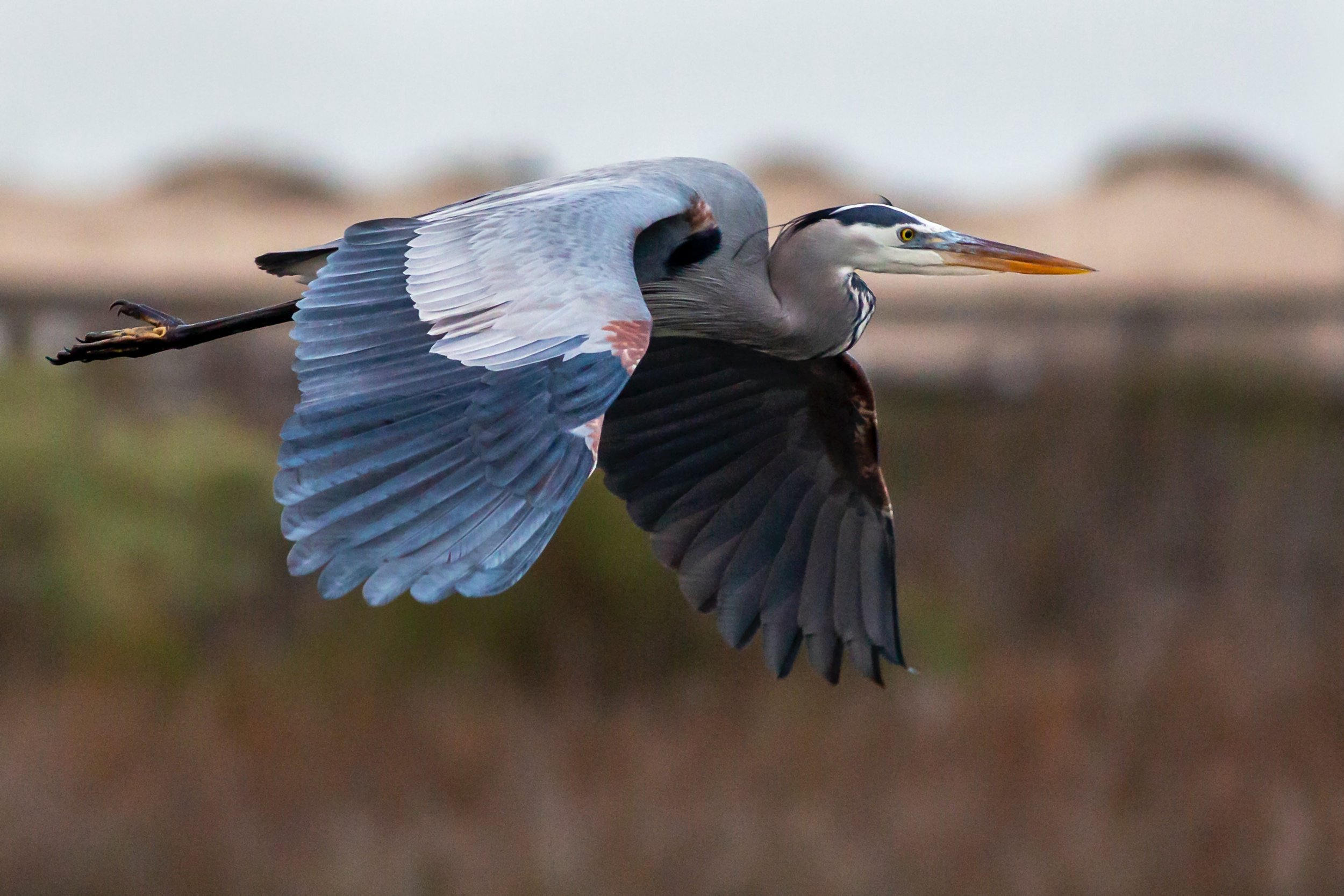 Great blue heron in flight